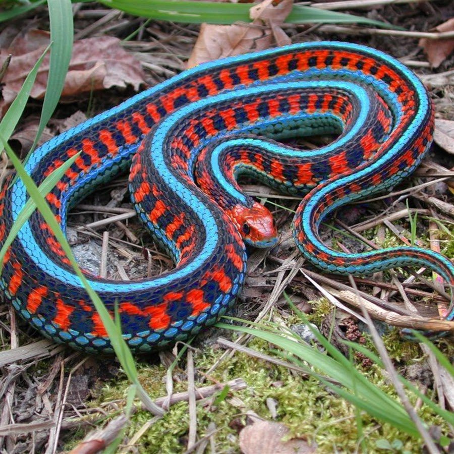 Забавные змеи