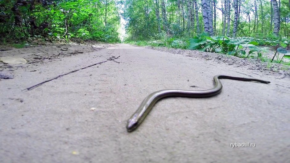 Гладыш обыкновенный змея
