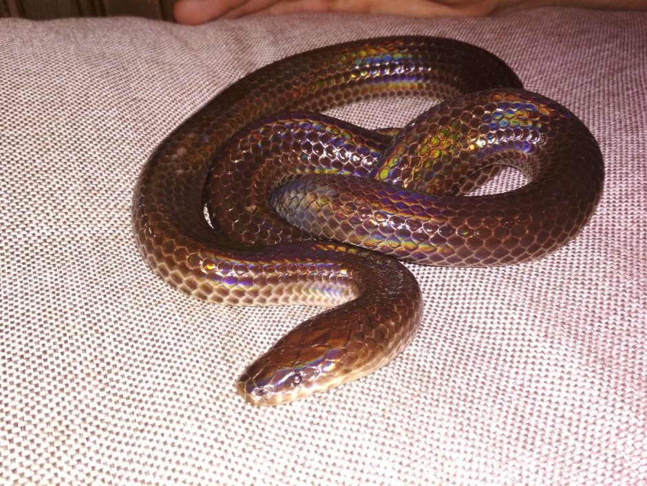 Гадюка Гладыш