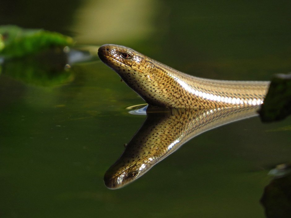 Безногая ящерица веретеница ломкая