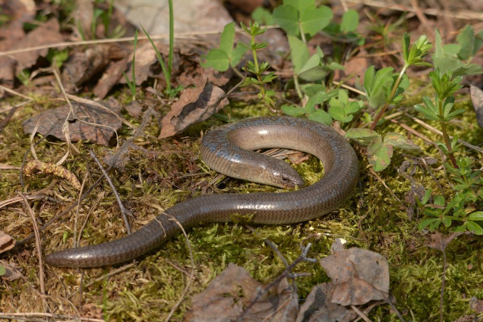 Полоз медянка в Туапсе