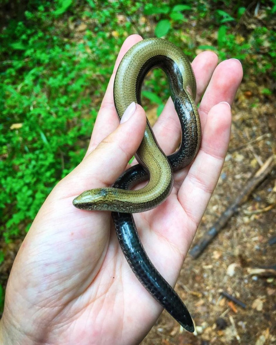 Обыкновенная медянка