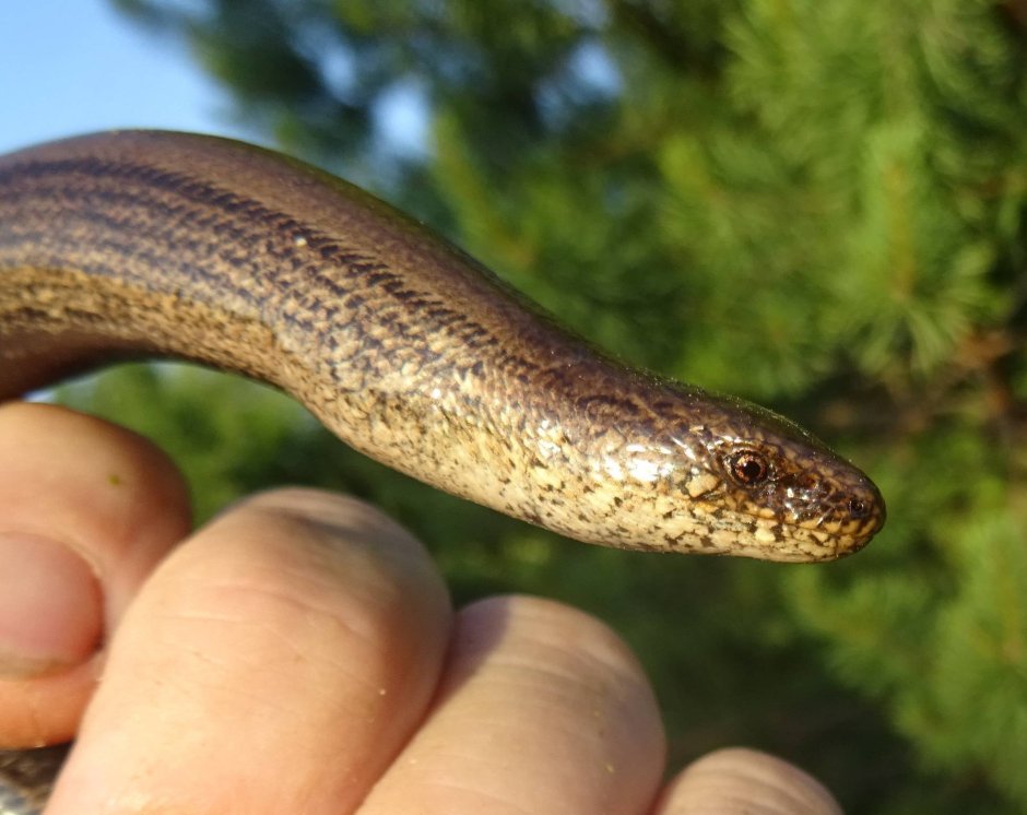 Безногая ящерица веретеница