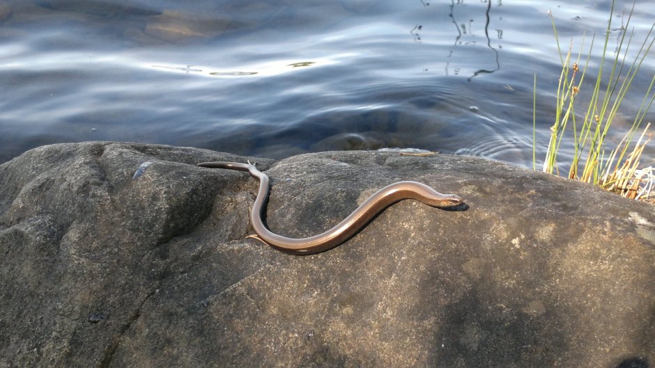 Ломкая веретеница