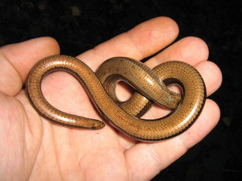 Безногая ящерица желтопузик