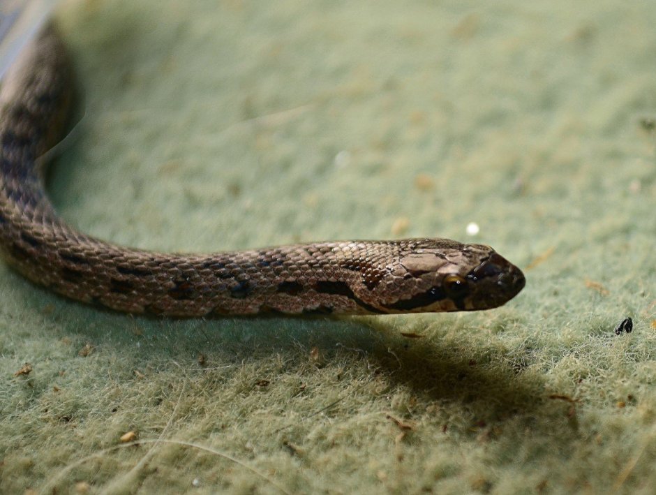 Гладыш змея