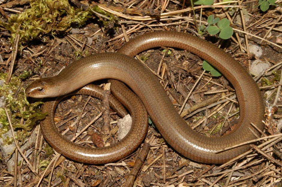 Подвязочная змея (Thamnophis sirtalis)