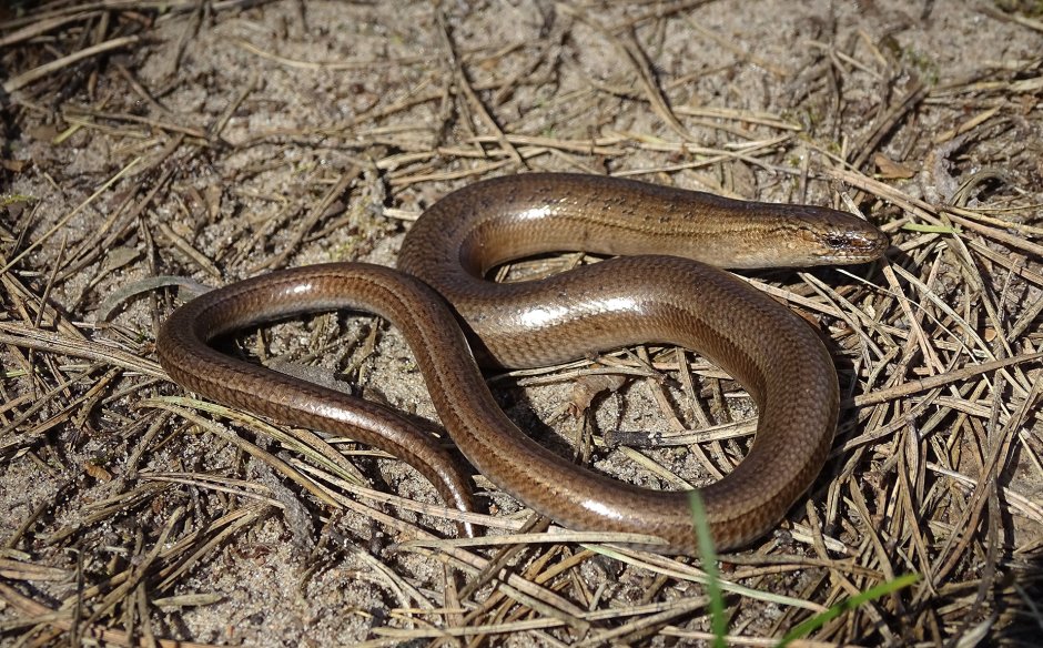 Ломкая веретеница