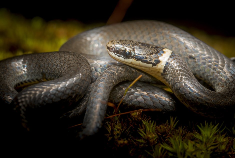 Питон болотный