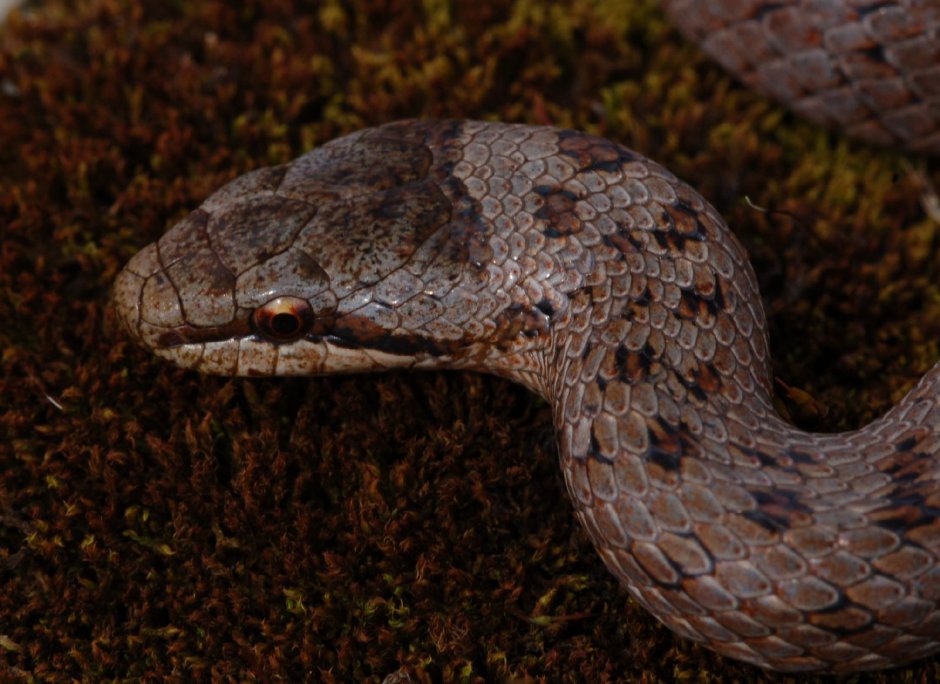 Гадюка медянка