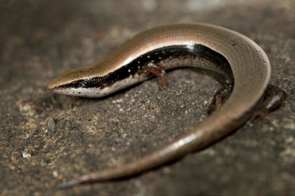 Веретеница ломкая ящерица