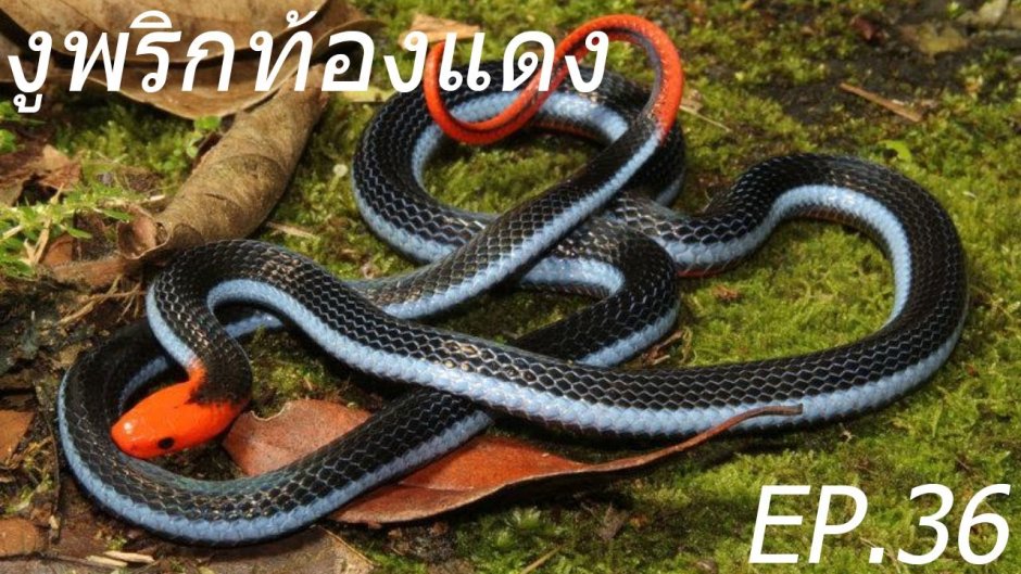 Гладыш змея ядовитая
