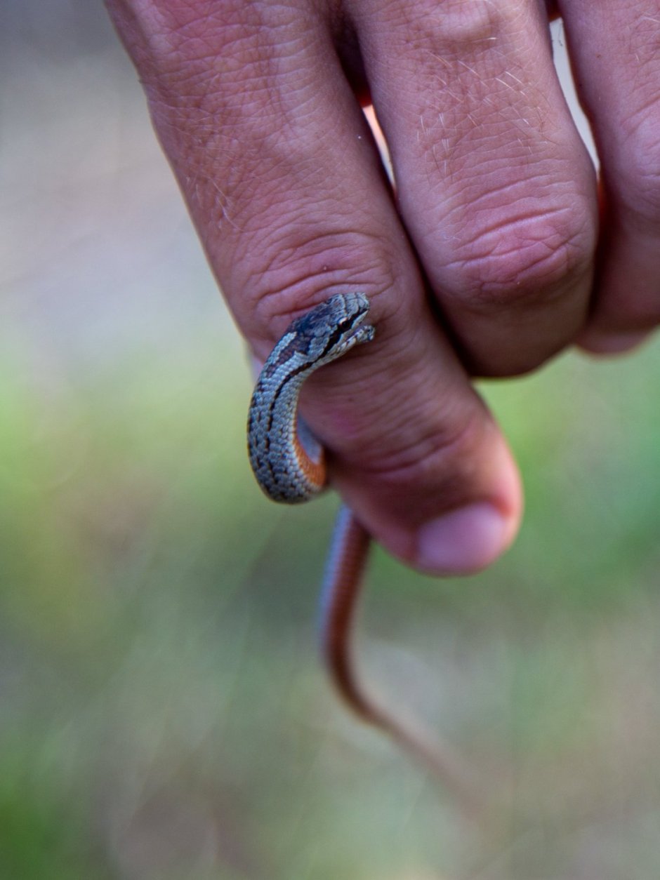 Веретеница ломкая ящерица