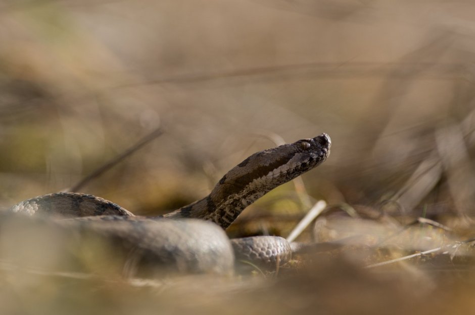 Змейки в дикой природе