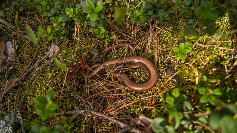 Медянка черная