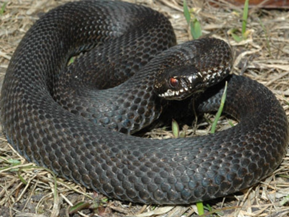 Змея горлянка