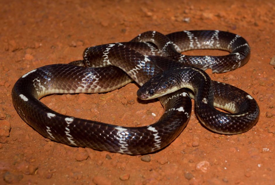 Двухполосая желёзистая змея