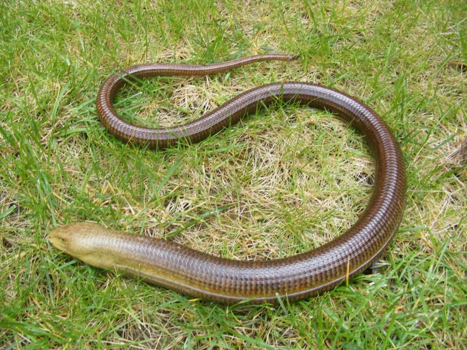 Медянка змея