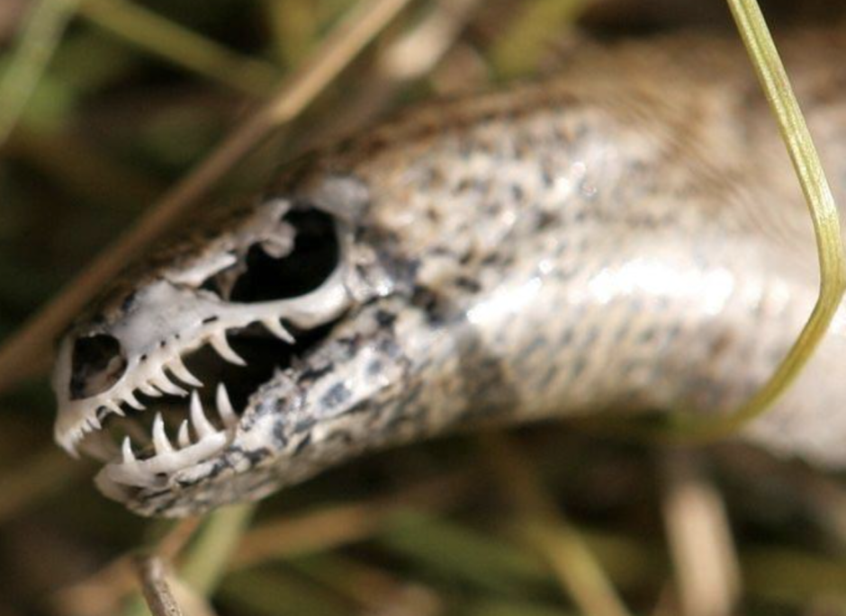 Подвязочная змея обыкновенная