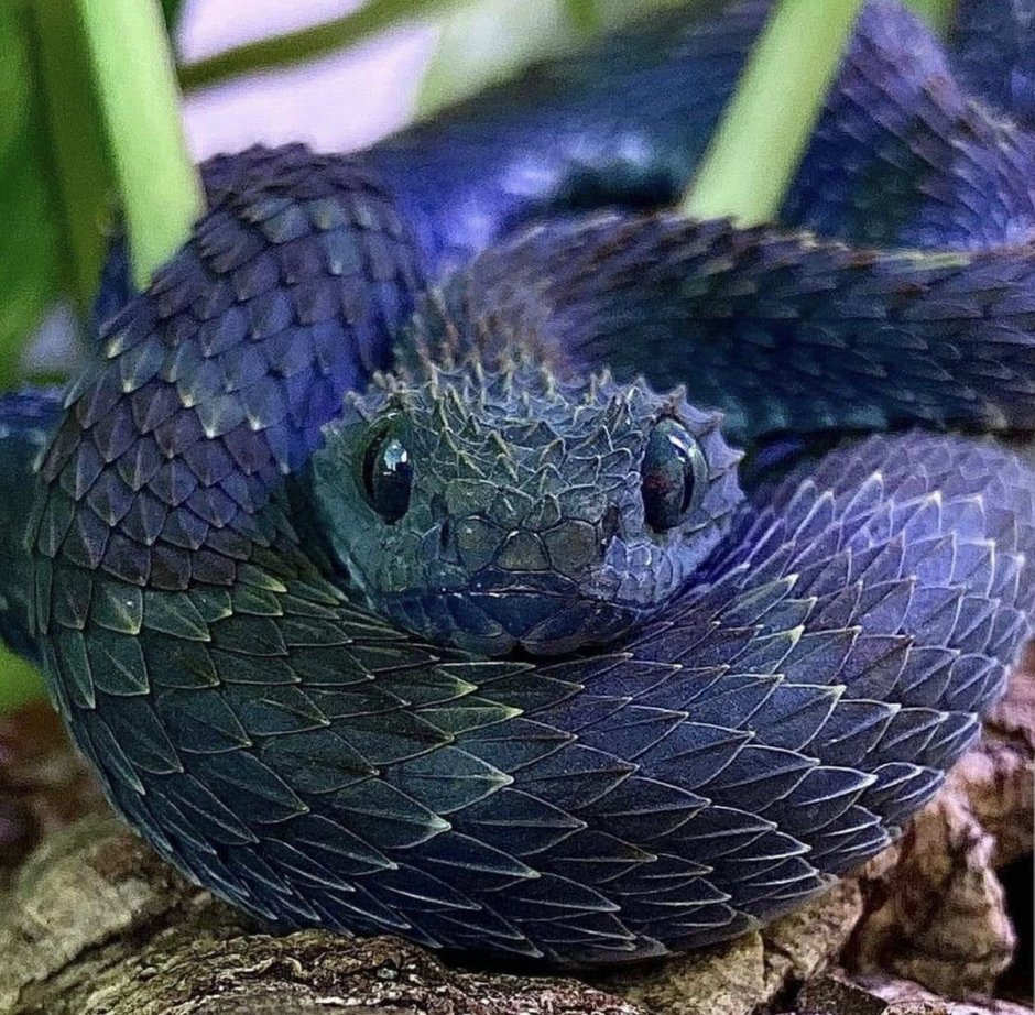 Веретеница и медянка