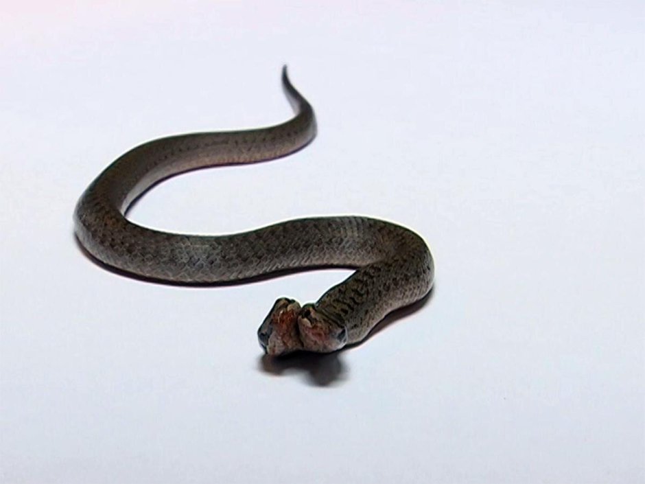 Смешная змея