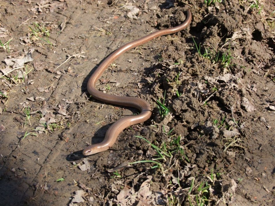 Неядовитая Кобра