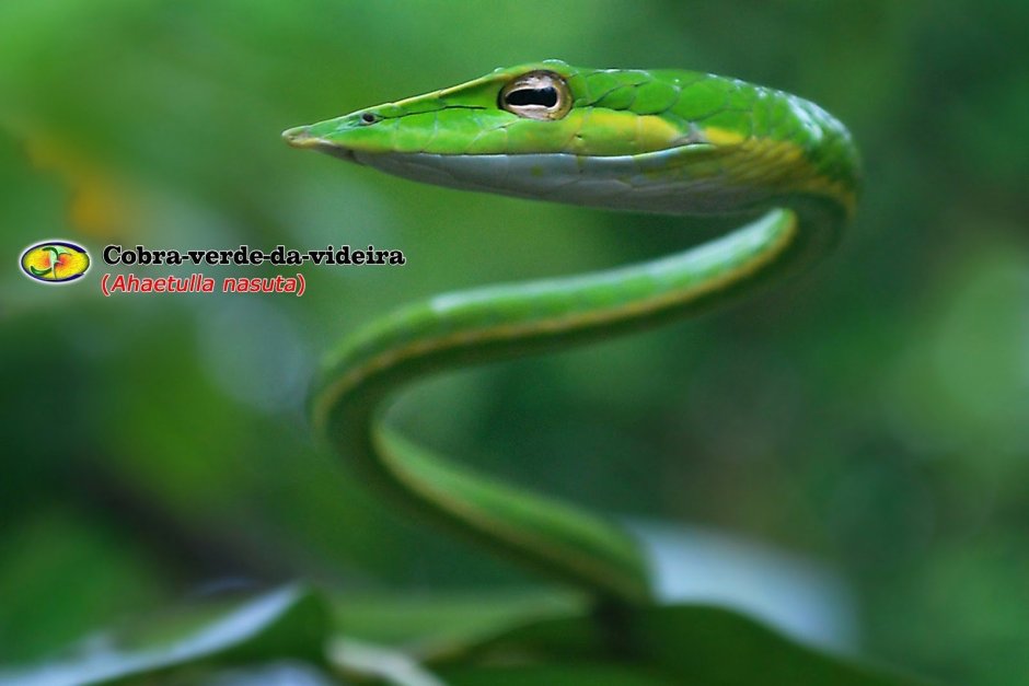 Змея агрессия