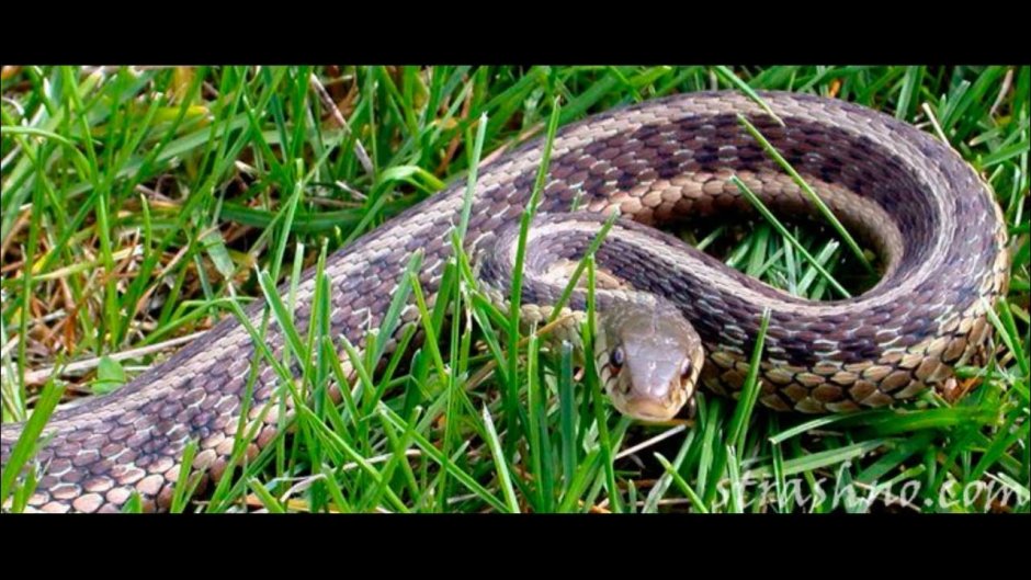 Веретеница и медянка