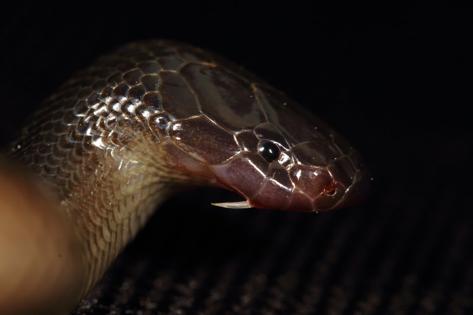 АТЕРИС змея некроз