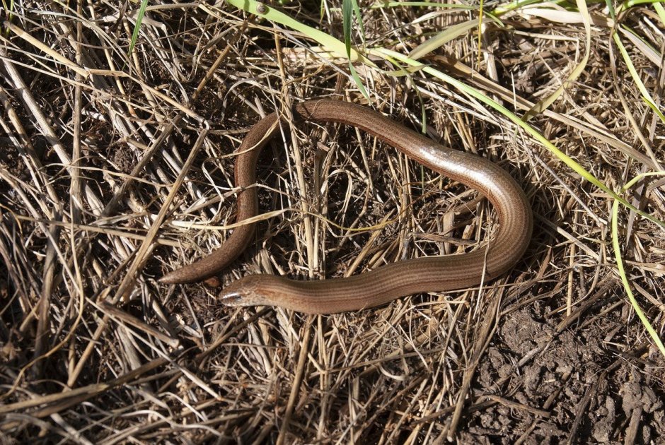 Желтая змея