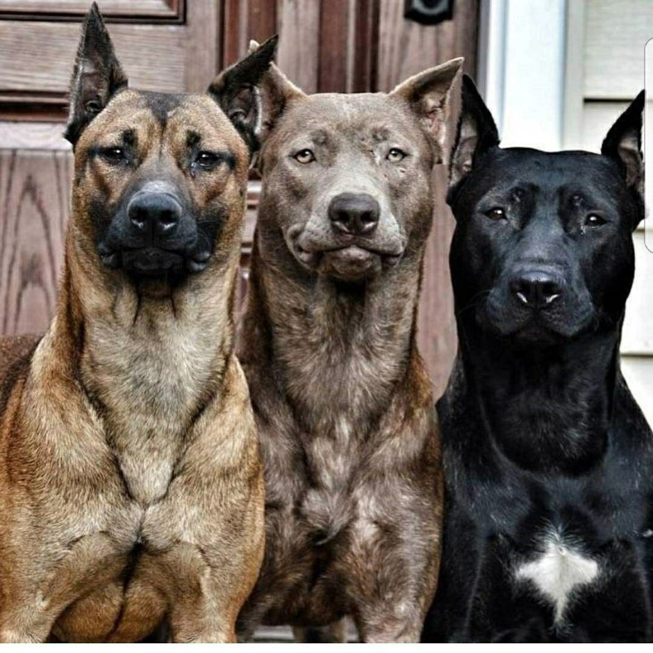 Шотландский Доберман