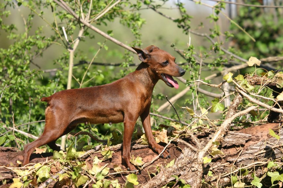 Doberman Puppy