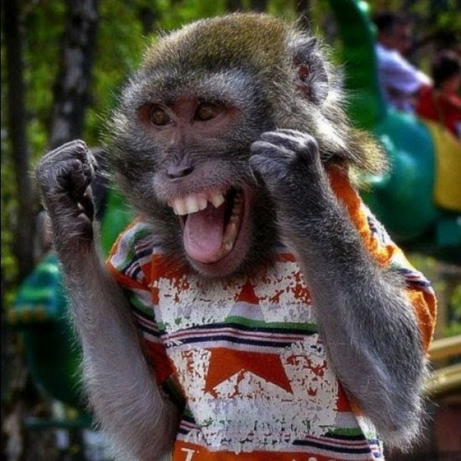 Обезьянка в одежде