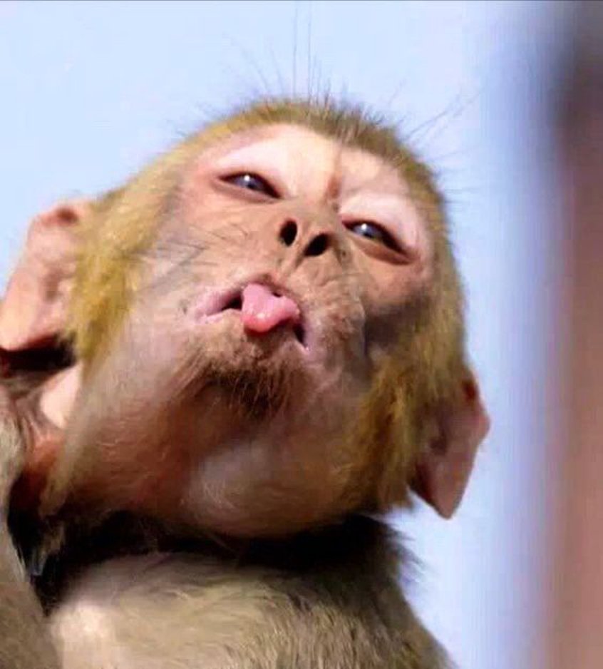 Обезьяна кривляется