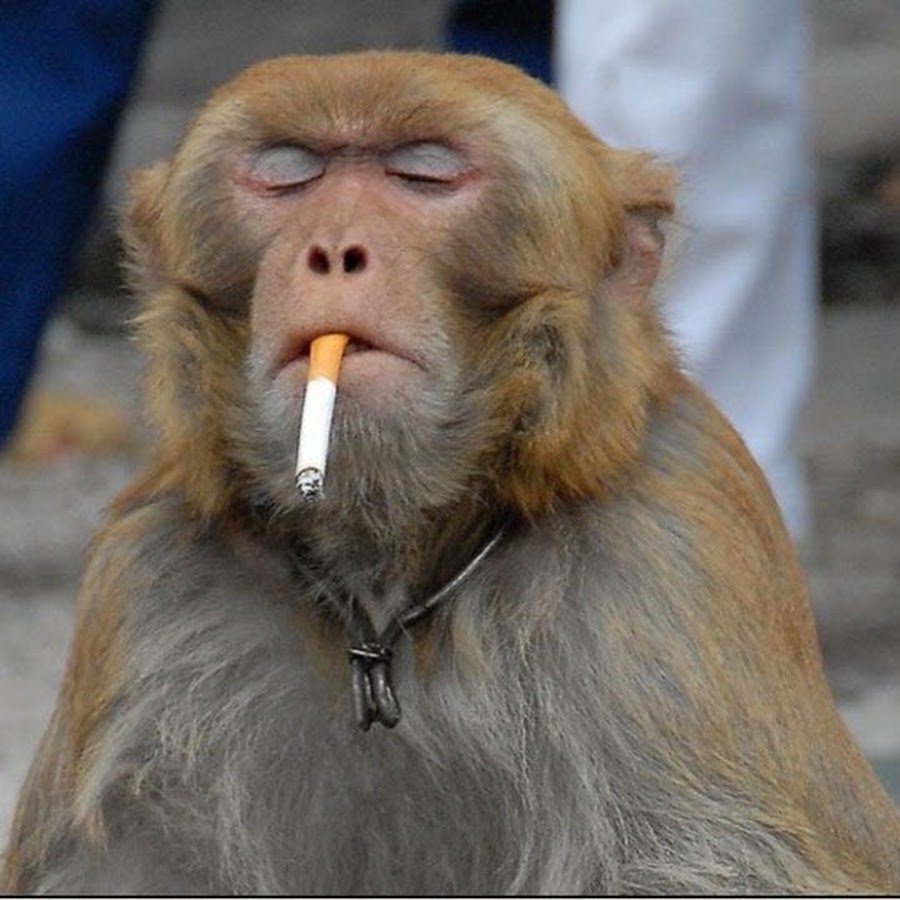 Накрашенная обезьяна