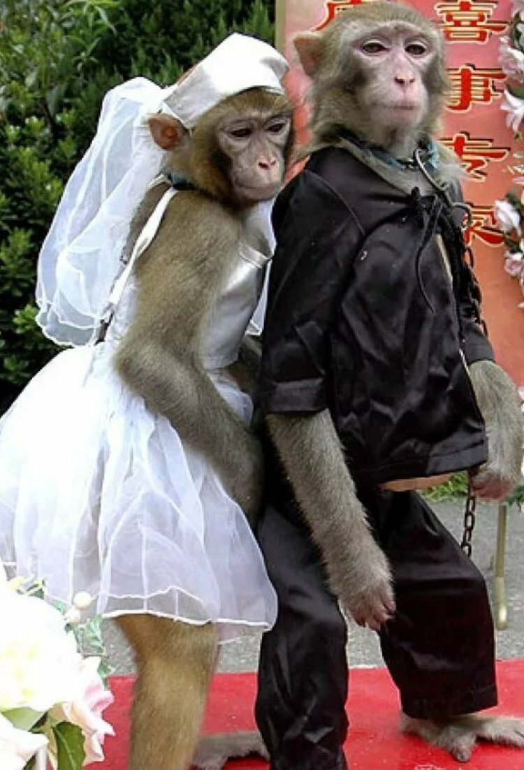 Две милые обезьянки