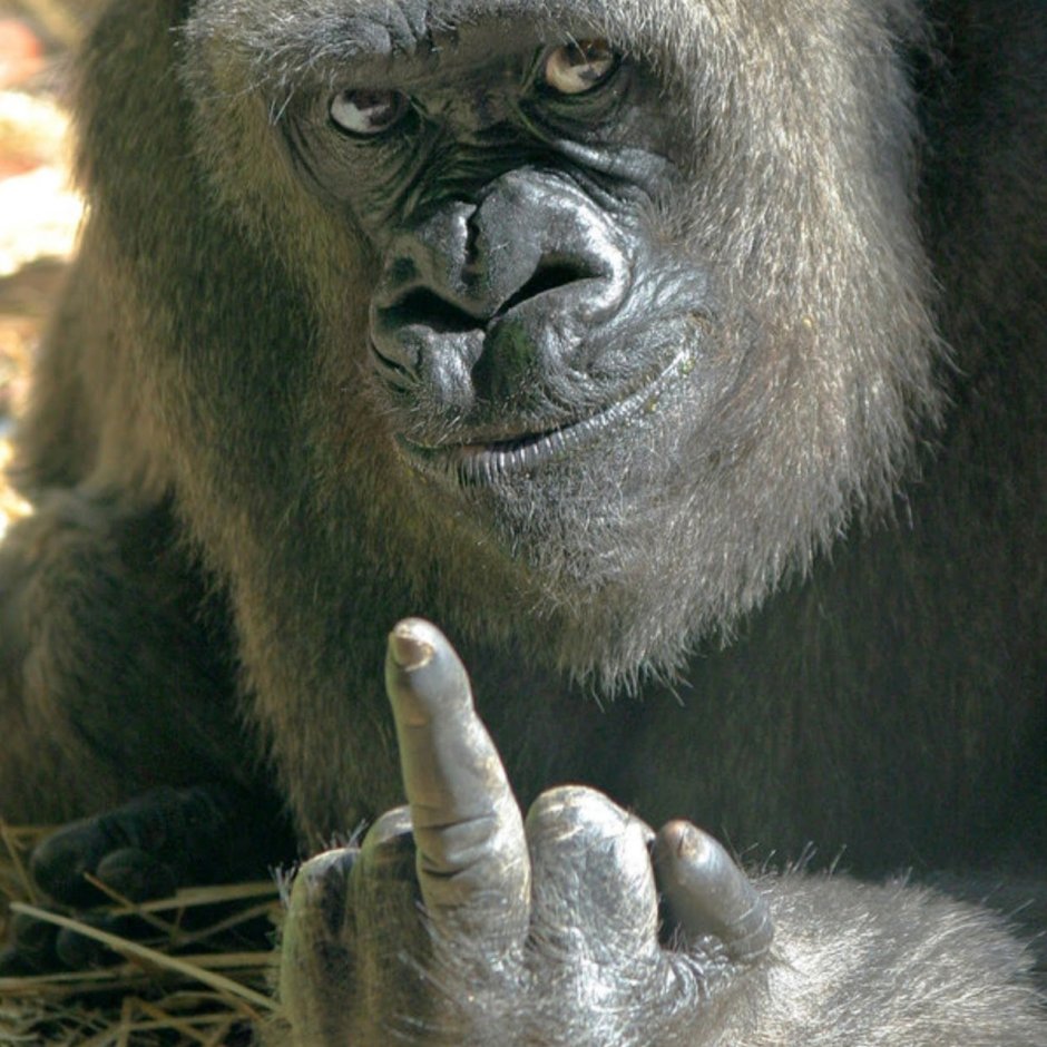 Обезьяна с факом