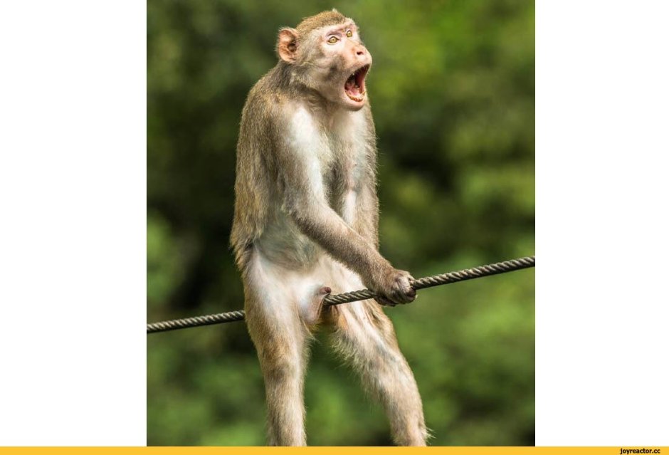 Беззубая шимпанзе