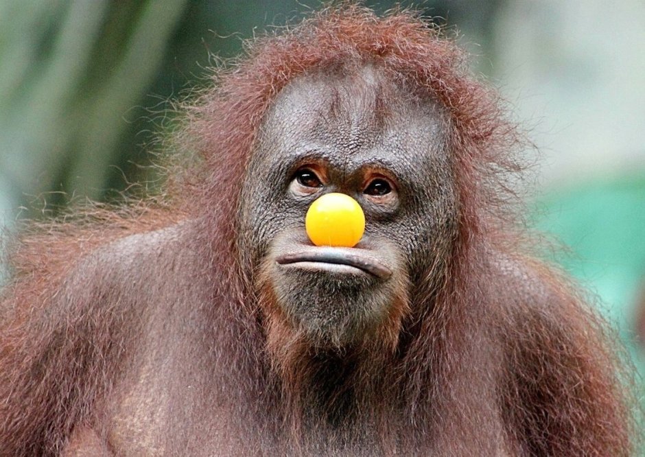 Смешные макаки