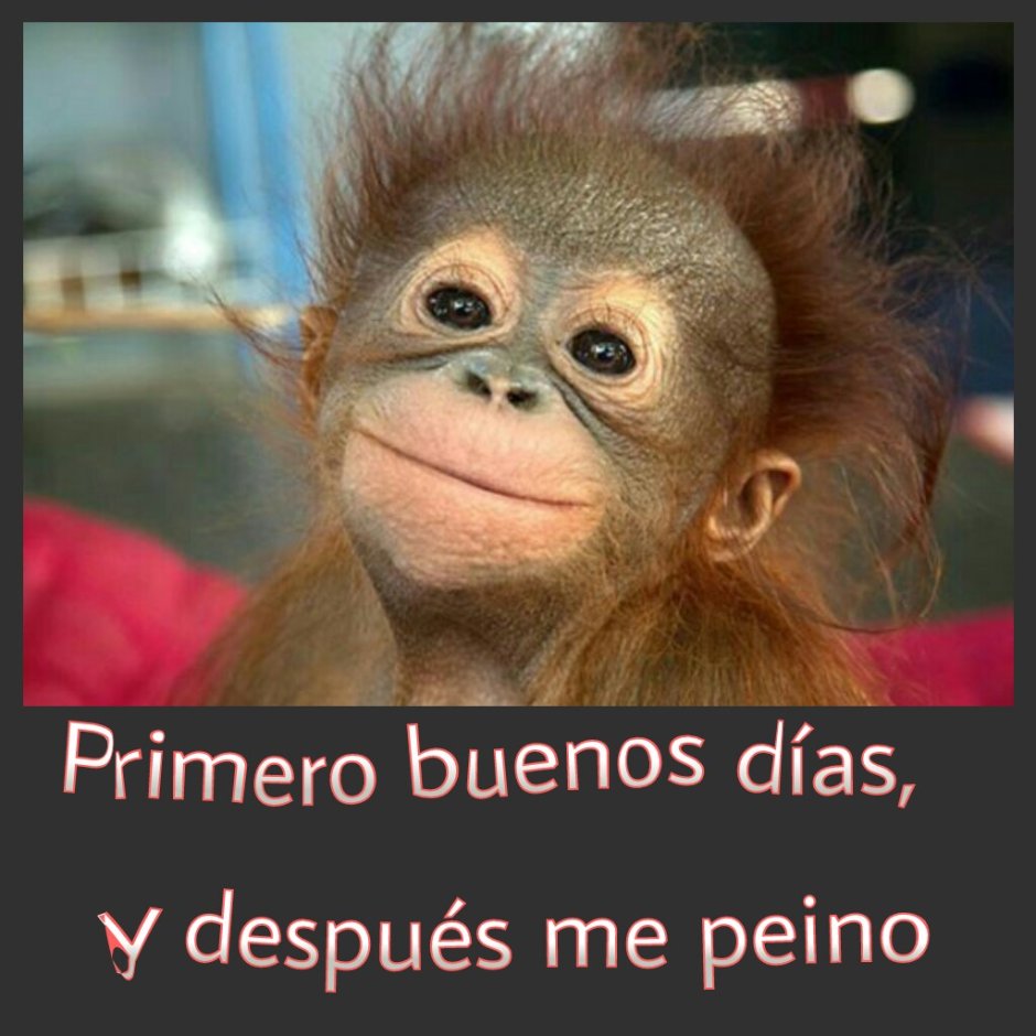 Прикольные обезьянки