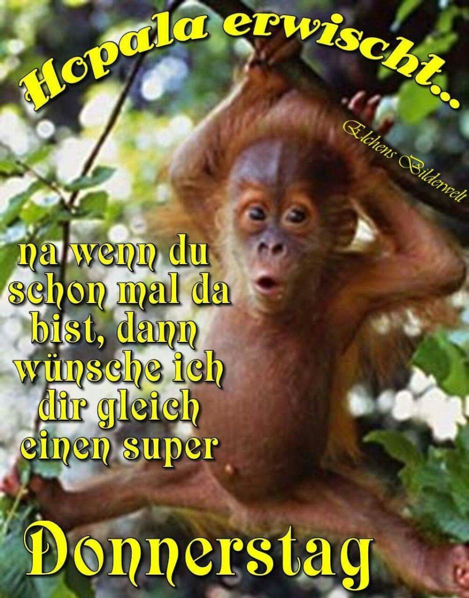 Горилла улыбается