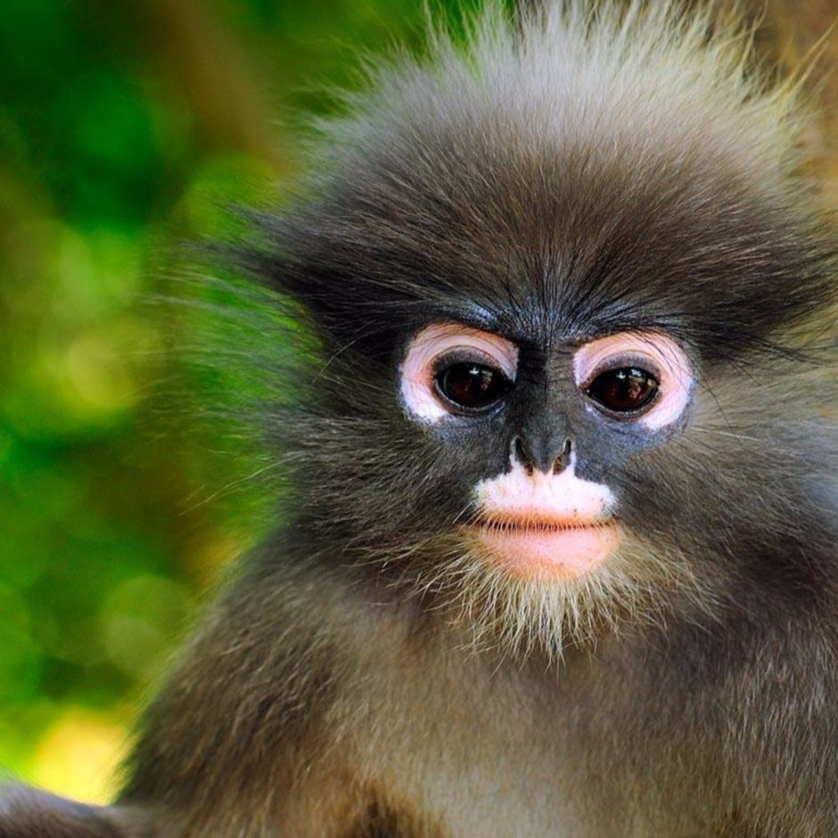 Обезьяна смеется