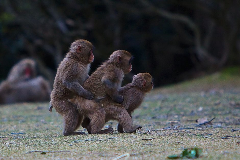 Смешные обезьяны