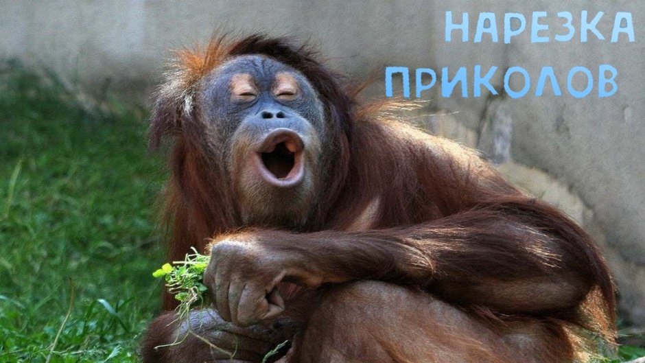 Смешная мартышка