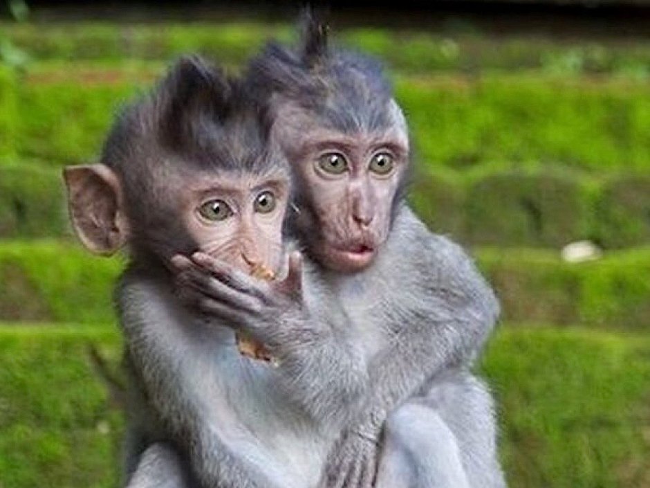 Орангутанг смешной