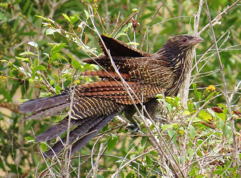 Microraptor zhaoianus
