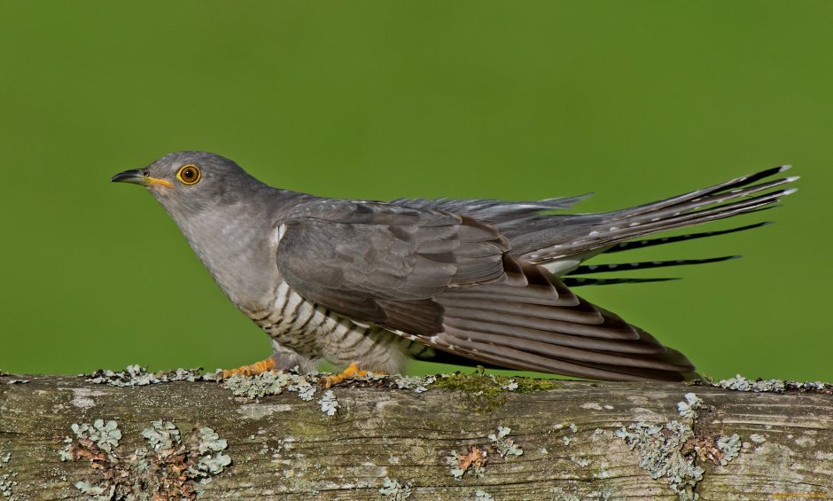 Птица Cuculus canorus