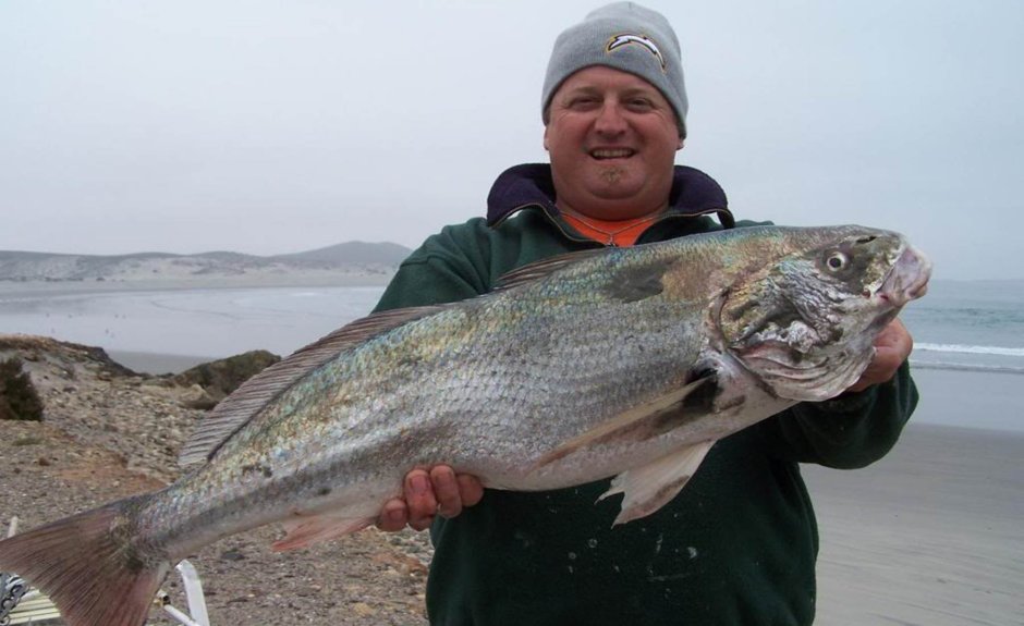 Totoaba macdonaldi
