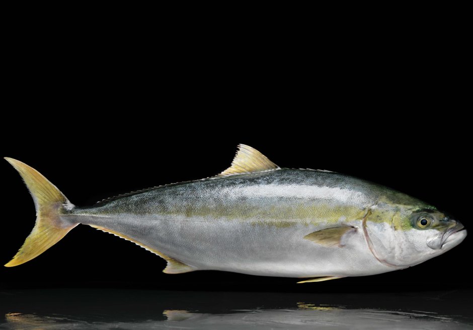 Kingfish Fish