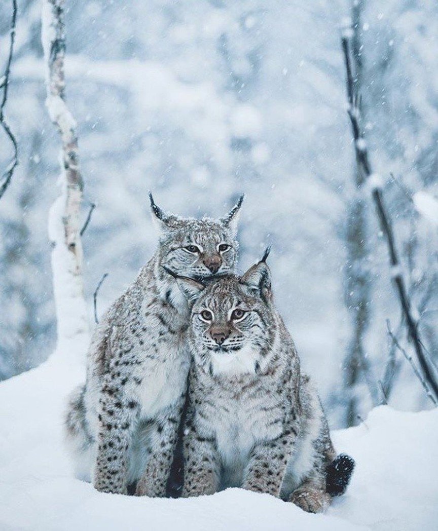 Животные зимой